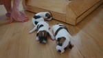 Vendo 3 jack Russwl con Pedigree - Foto n. 4