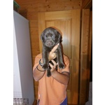 🐶 Labrador di 5 mesi in vendita a Sassuolo (MO) da privato