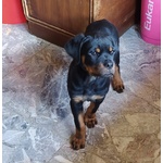 Cuccioli Rottweiler - Foto n. 2