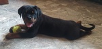 Cuccioli Rottweiler - Foto n. 3