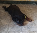 Cuccioli Rottweiler - Foto n. 4