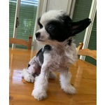 Cucciola Chinese Crested Dog