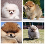 Volpini di Pomerania Cuccioli Tutti i Colori