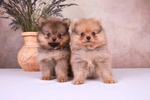 Volpini di Pomerania Cuccioli Tutti i Colori - Foto n. 3