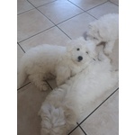 Cucciolo di Maltese Maschio - Foto n. 2