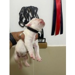 Boxer Bianco Cucciolo già Disponibile 3516521415 - Foto n. 3