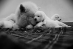 Disponibili Bellissimi Cuccioli di Samoiedo - Foto n. 1