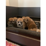 Cucciolata Akita inu di Altissima Genealogia - Foto n. 4