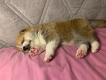 Cucciolata Akita inu di Altissima Genealogia - Foto n. 5