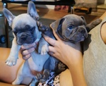 🐶 Bulldog Francese di 8 mesi in vendita a Fara in Sabina (RI) e in tutta Italia da privato