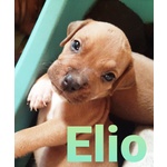 American Staffordshire Terrier Cuccioli - Foto n. 5