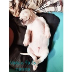 American Staffordshire Terrier Cuccioli - Foto n. 6