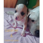 American Staffordshire Terrier Cuccioli - Foto n. 10