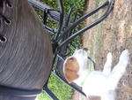 Bellissimo cucciolo maschio di Jack Russel Terrier