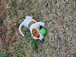 Bellissimo Cucciolo Maschio di jack Russel Terrier - Foto n. 2