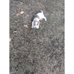 Bellissimo Cucciolo Maschio di jack Russel Terrier - Foto n. 3