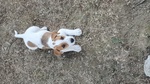 Bellissimo Cucciolo Maschio di jack Russel Terrier - Foto n. 5