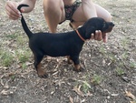 Vendessi Cuccioli Dobermann - Foto n. 2