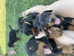 Vendessi Cuccioli Dobermann