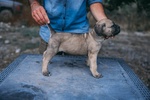 Cuccioli cane Corso - Foto n. 4