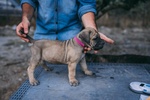 Cuccioli cane Corso - Foto n. 5