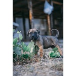 Cuccioli cane Corso - Foto n. 6