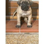 Cuccioli cane Corso - Foto n. 7