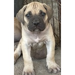 Cuccioli cane Corso - Foto n. 8