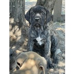 Cuccioli cane Corso