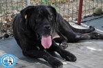 🐶 Cane Corso femmina di 7 anni e 10 mesi in adozione a Chioggia (VE) e in tutta Italia da associazione animali