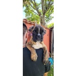 🐶 Boxer maschio di 2 anni e 1 mese in vendita a Termoli (CB) e in tutta Italia da privato