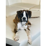 🐶 Boxer maschio di 2 anni e 1 mese in vendita a Merano (BZ) e in tutta Italia da privato