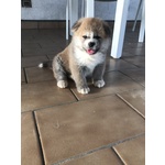 Cuccioli di Akita - Foto n. 2