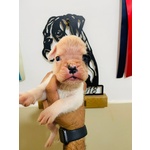 Cucciolo di Boxer Bianco Maschio Meraviglioso - Foto n. 1
