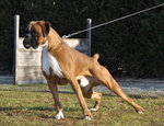 Boxer Cuccioli Vendo a Bassano e Marostica- Boxer Cuccioli Vendo - Foto n. 1