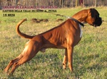 Boxer Cuccioli Vendo a Bassano e Marostica- Boxer Cuccioli Vendo - Foto n. 7