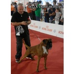 Boxer Cuccioli Vendo a Bassano e Marostica- Boxer Cuccioli Vendo - Foto n. 8