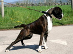 Boxer Cuccioli Vendo a Bassano e Marostica- Boxer Cuccioli Vendo - Foto n. 10