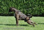 Boxer Cuccioli Vendo a Bassano e Marostica- Boxer Cuccioli Vendo - Foto n. 12