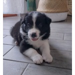 Cuccioli di Border Collie - Foto n. 5