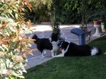 Cuccioli di Border Collie - Foto n. 6