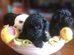 🐶 Barboncino di 3 settimane (cucciolo) in vendita a Castellammare di Stabia (NA) da privato
