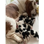 Cuccioli di Bassethound