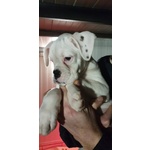 Meraviglioso Boxer Maschio Cucciolo Bianco