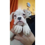 Meraviglioso Boxer Maschio Cucciolo Bianco - Foto n. 2