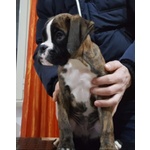 🐶 Boxer maschio di 2 anni e 1 mese in vendita a Merano (BZ) e in tutta Italia da privato