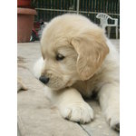 Cuccioli Golden Retriever