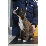 Boxer Cucciolo di alta Genealogia - Foto n. 2