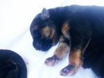 🐶 Pastore Tedesco di 3 settimane (cucciolo) in vendita a Genova (GE) e in tutta Italia da privato