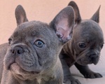 🐶 Bulldog Francese maschio in vendita a Pordenone (PN) da privato